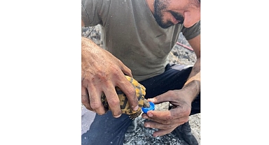 Alevlerin ortasında bir damla hayat