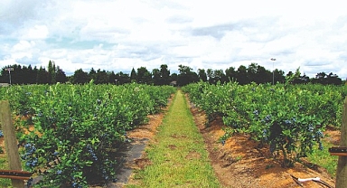 Maviyemiş ihracatından 4,2 milyon dolarlık kazanç